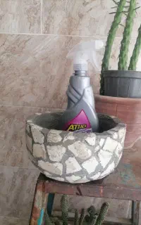 گلدان کاکتوس و گل و گیاه طبیعی