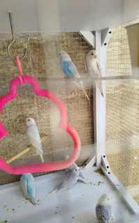 مرغ عشق با جوجه