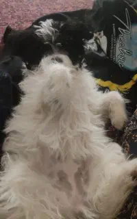 فروشی نژاد مالتیپو قیمت 5و 500