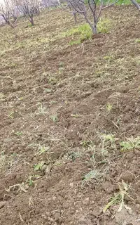 شخم زدن باغ باغچه