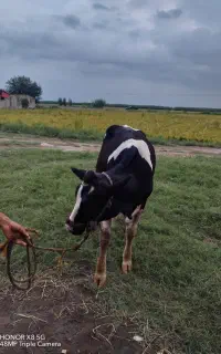 تلیسه