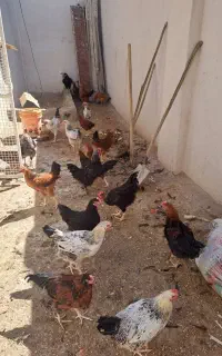 فروش مرغ و نیمچه و  وار دم تخم و خروس جوان