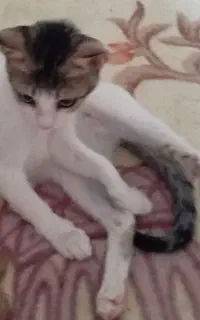 گربه بی نهایت باهوش