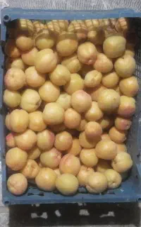 خوب