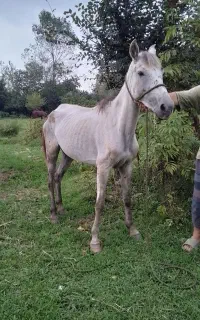 مادیان دورگ