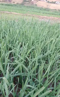 فروشنده خانم