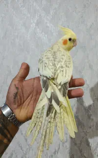 عروس هلندی دستی پرورش خانگی