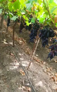 نهال انگور moon drup ارسال از تاکستان
