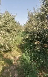 یک نیرو مرد برای الو جمع کردن می خوام