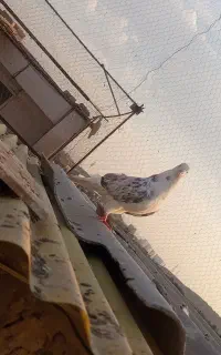 کبوتر