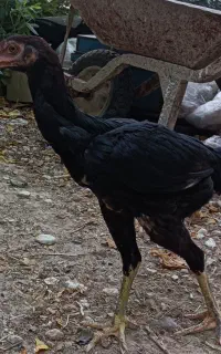 اگهی فروش جوجه لاری.