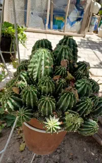 فروش کاکتوس
