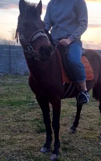 اسب نر آروم مثل گوسفند سواری ۷ساله