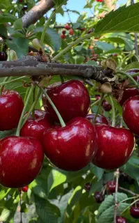 کودهای‌تقویتی ارگانیک مناسب‌کشاورزی و گیاه خانگی