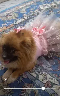 سگ پامر ماده