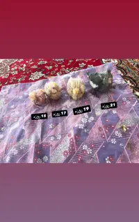 عروس هلندی سرلاکی رام