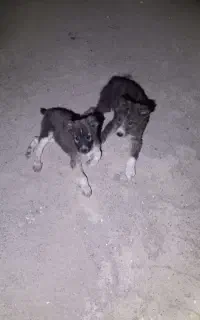 یک جفت سگ نر دهن پاک