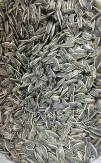تخمه «کانادایی» درجه یک
