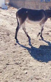 الاغ