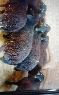 هشت عدد بره ماده داشتی