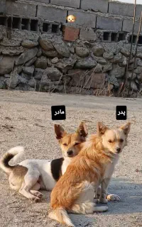 سگ پاکوتاه