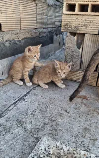 واگزاری رایگان گربه