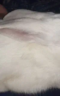 خرگوش