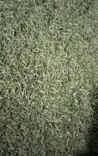 پونه کوهی ( پیهن )