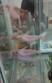 ماهی گوشت خوار