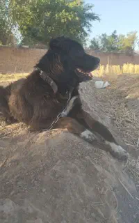سگ نگهبان