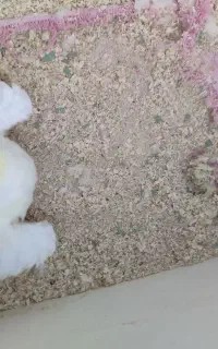 جفت عروس با تخمو جوجه ماده تک و جوجه سرلاکی