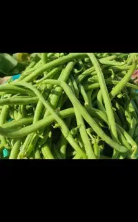 لوبیا‌سبز‌‌