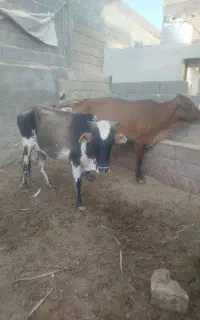 گاو