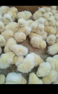 جوجه