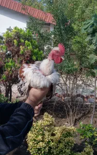 مرغ و خروس گلین ، برهما ، گردن لخت و کفتر اصیل