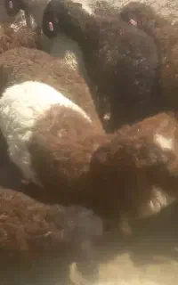 بره هتر وهمو
