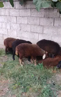 ۸عدد بره نر گوسفند ۱۴۵۰۰ ت