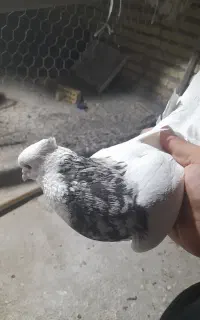 طوقی هفت رنگ نر کشیده کرمانشاهی اصل
