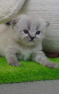 بچه گربه های هیمالین