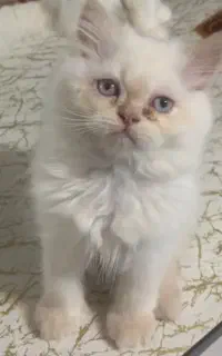 بریتیش رد پوینت