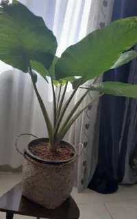 گل بابا آدم