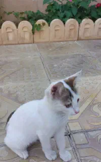 واگذاری گربه خانگی