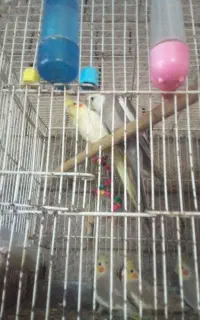 عروس