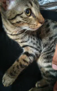 بچه گربه ماده