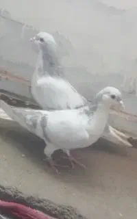 کفتر، ساده سبز، رنگ روشن