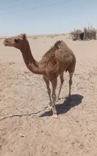 فروش فوری