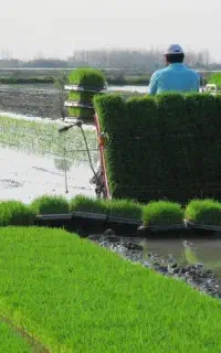 بذر شیرودی