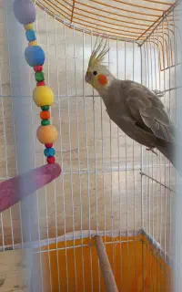 پرنده و قفس