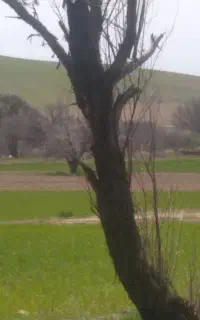 کشاورزی