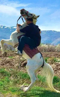 نریان عرب ایرانی